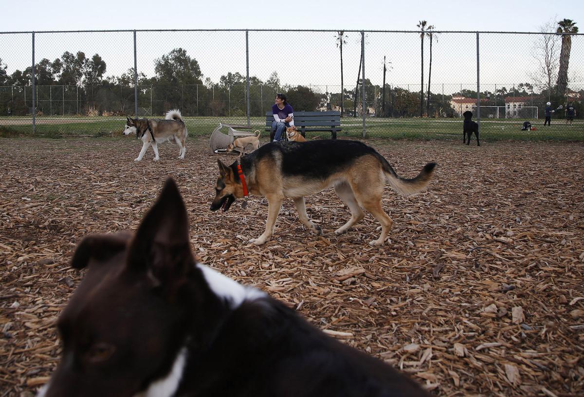 The Brentwood dog park in 2016.