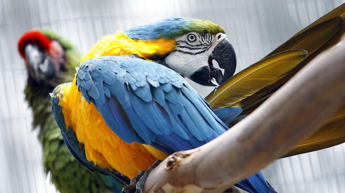 A male macaw cleans his feathers at the Serenity Park Sanctuary at the Veterans Affairs campus.